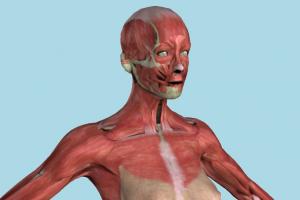 Muscle Anatomy Muscle Anatomy-2